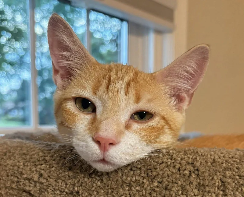 Nacho thumbnail 2