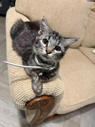 A baby medium-sized female Domestic Long Hair cat named Sasha for adoption in Liverpool, TX