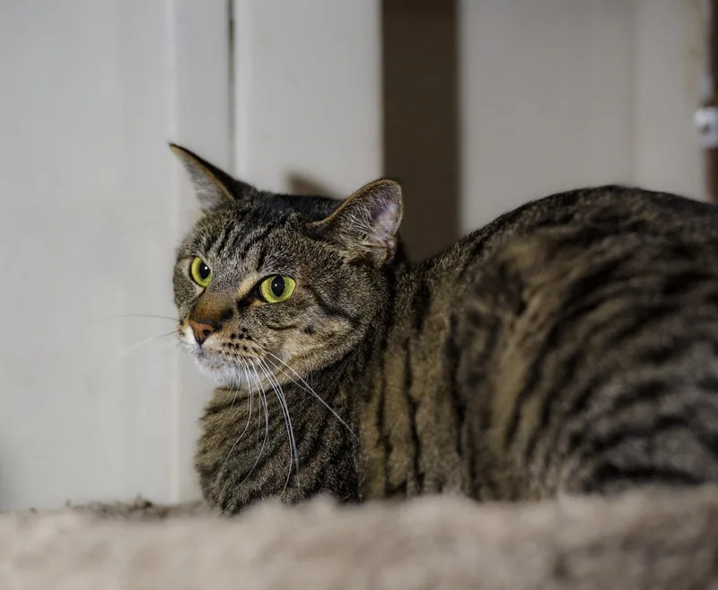 An adult medium-sized male Tabby (Brown / Chocolate) Domestic Short Hair cat named Mufasa for adoption in Marana, AZ