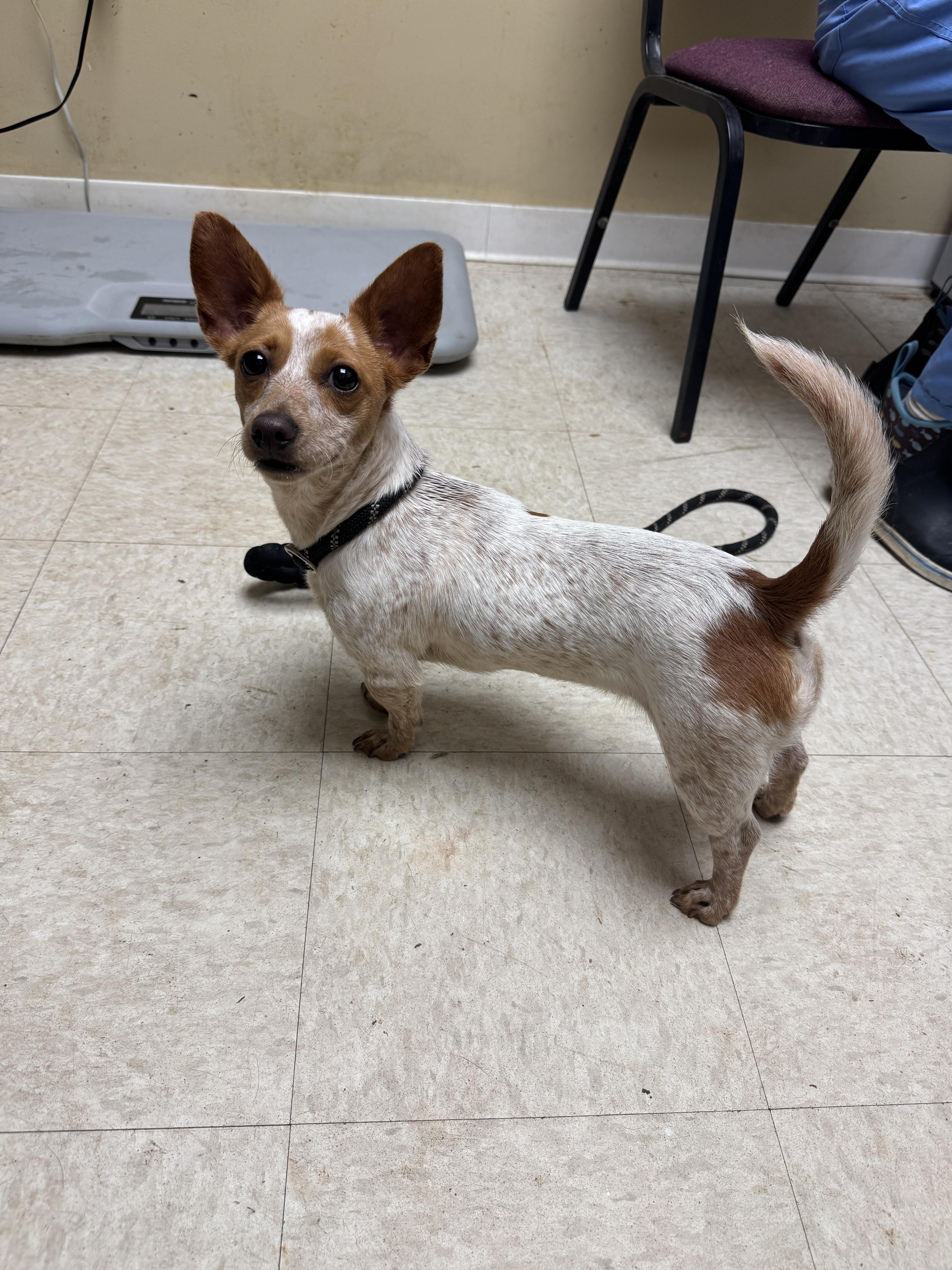 An adult small-sized female Yellow / Tan / Blond / Fawn Dachshund dog named Honey for adoption in Sumter, SC