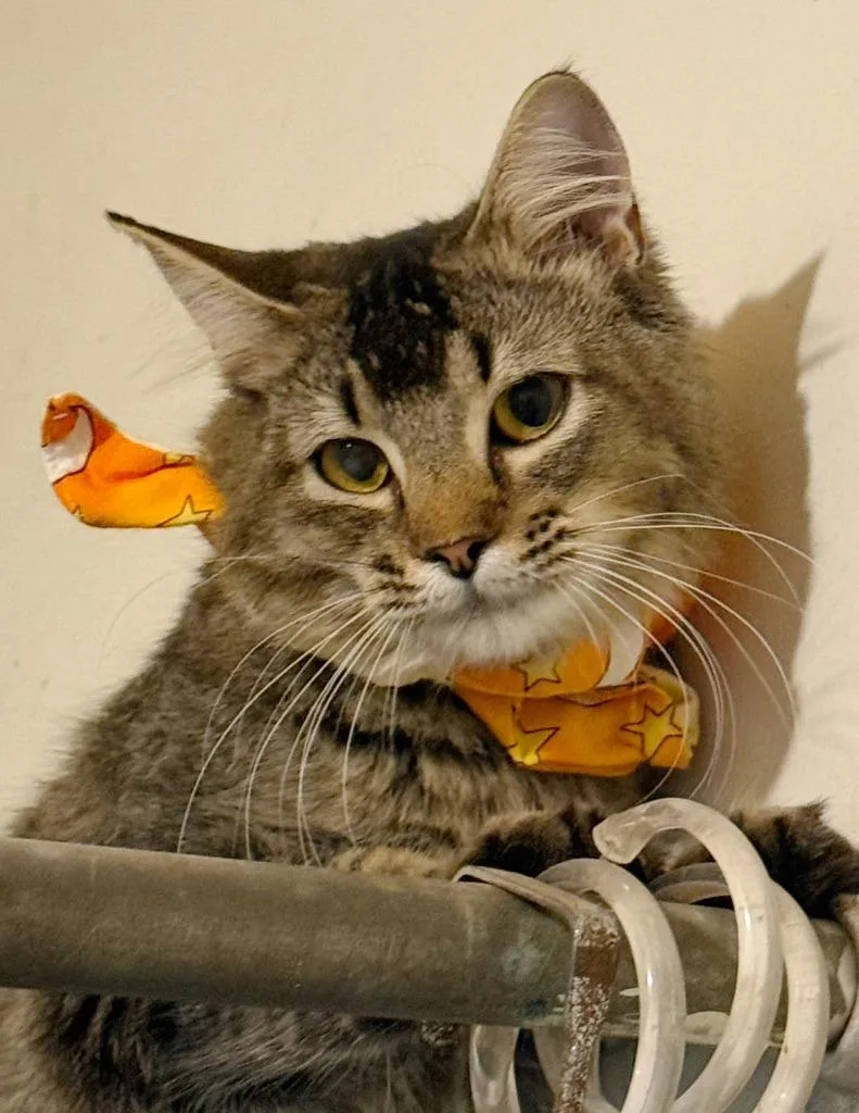 A young medium-sized male Domestic Medium Hair cat named Milo for adoption in Marianna, FL