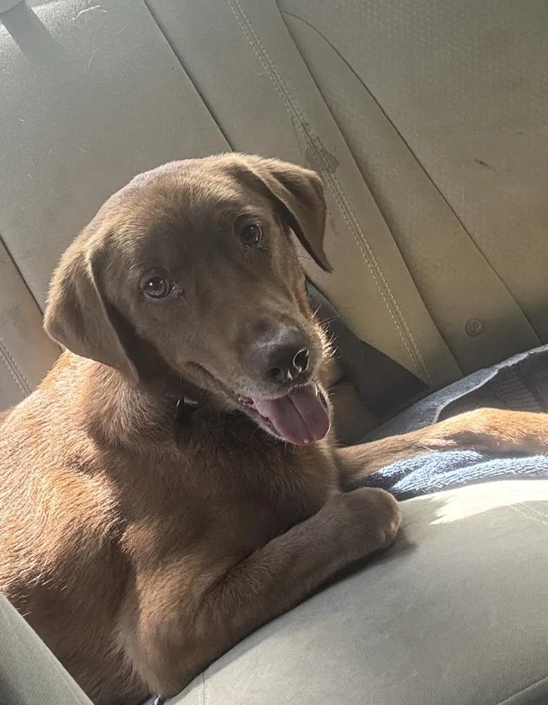 Rolo