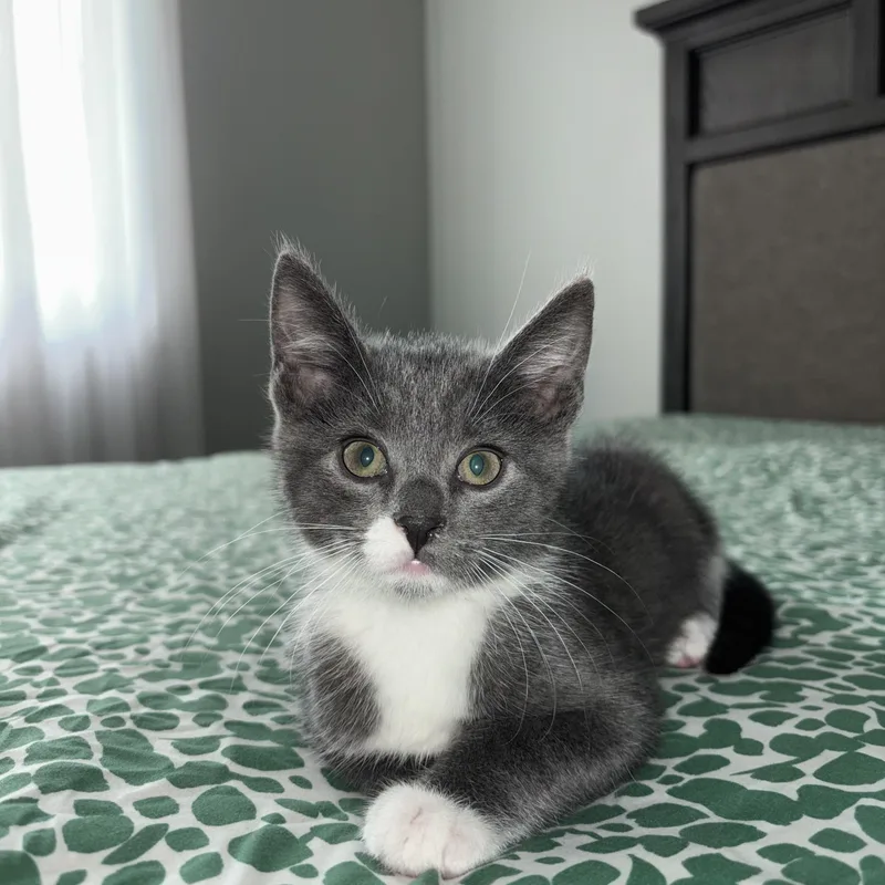 A baby medium-sized male Gray & White Domestic Short Hair cat named Jax for adoption in Buffalo, NY