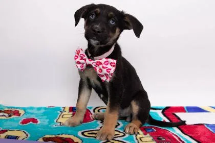 A baby medium-sized female Husky dog named Athena for adoption in Greenville, SC