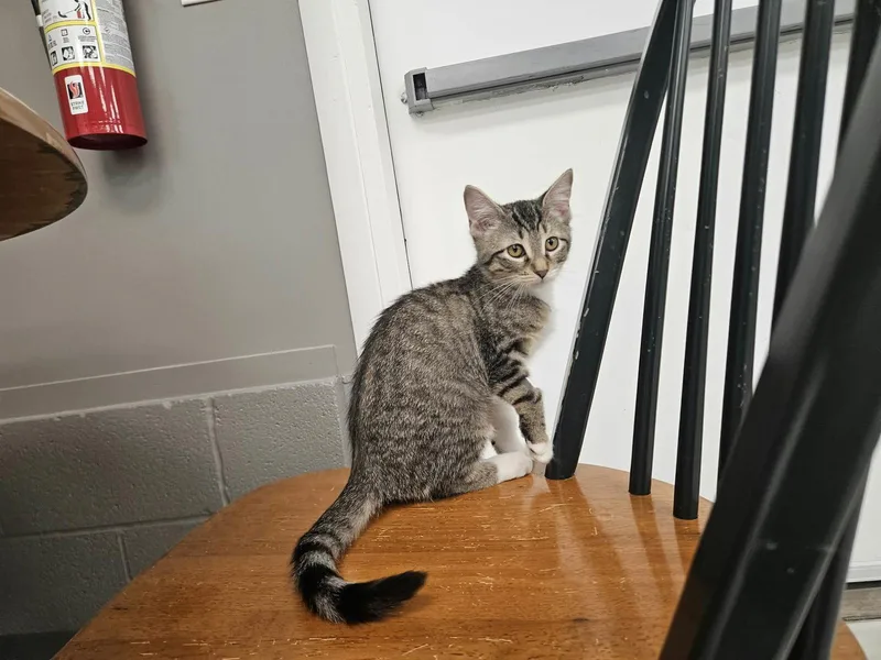 A young medium-sized female Domestic Short Hair cat named Poptart for adoption in Rochester, NY