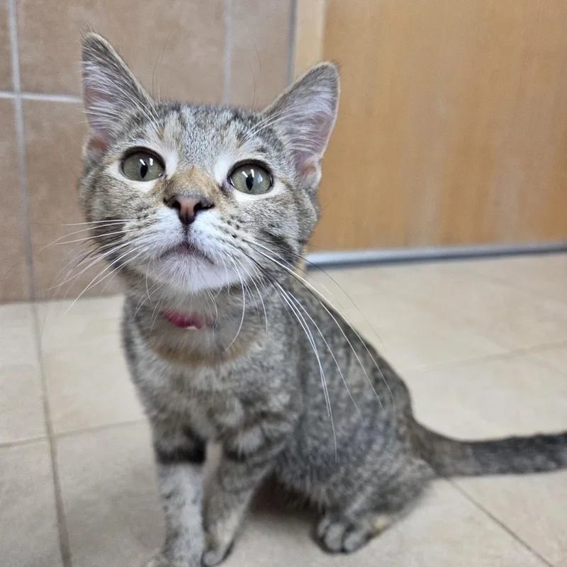 A baby medium-sized female Torbie Domestic Short Hair cat named Junco for adoption in Park Rapids, MN