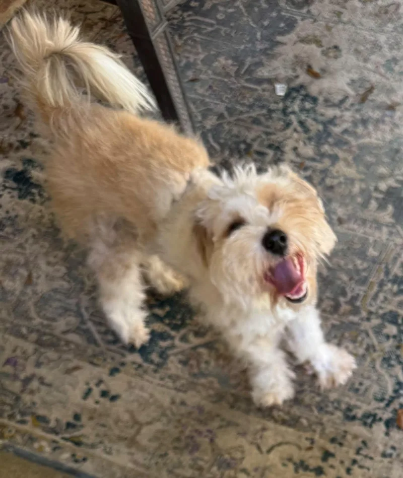 A young small-sized male Miniature Poodle dog named Armani for adoption in Matthews, NC
