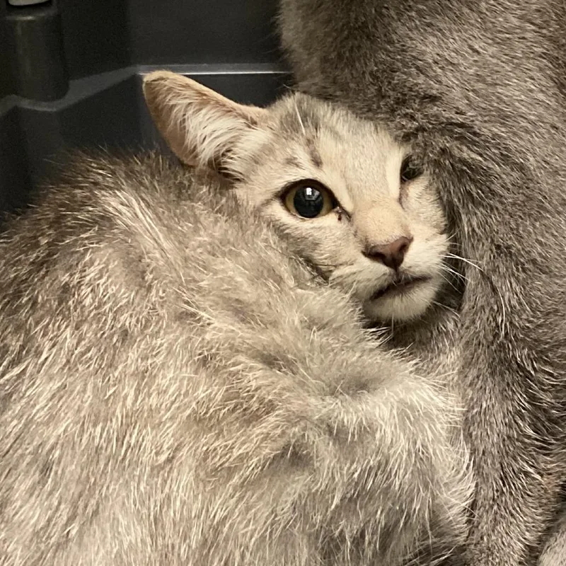 A baby small-sized female Gray / Blue / Silver Domestic Short Hair cat named Poem for adoption in Lynchburg, VA