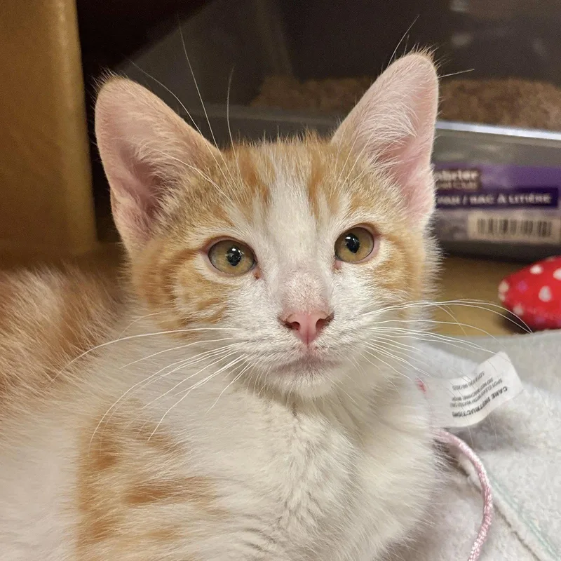 A baby medium-sized male Orange & White Domestic Short Hair cat named Dusty for adoption in Sonora, CA