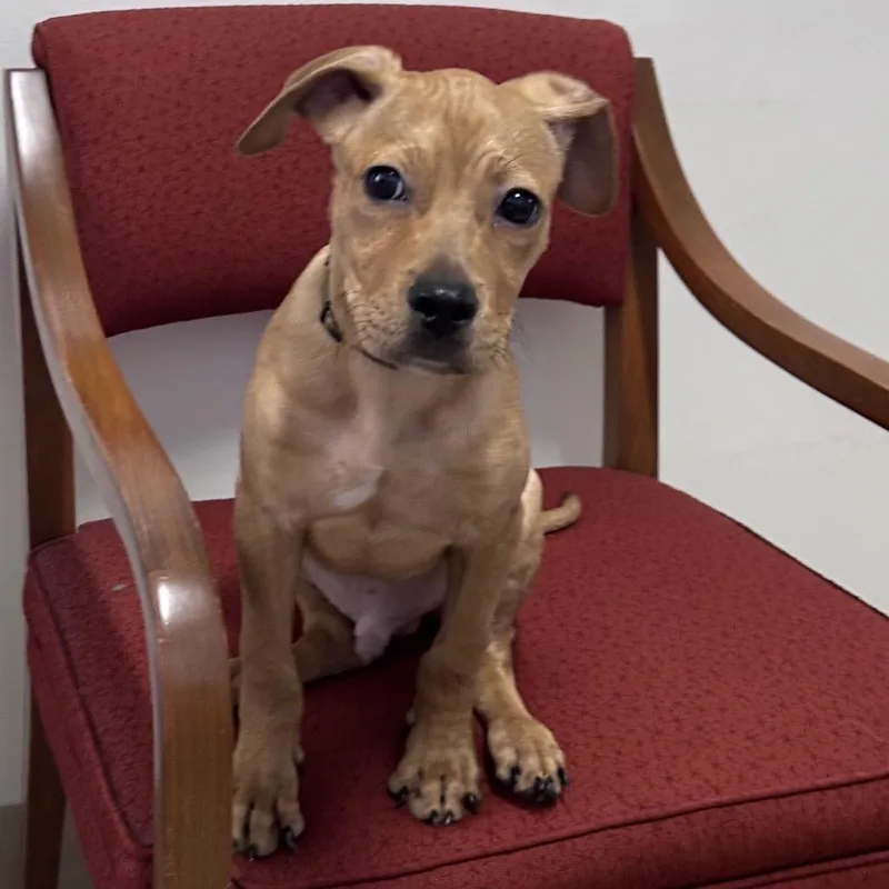 A young medium-sized male Brown / Chocolate Boxer dog named Luca for adoption in Long Beach, CA