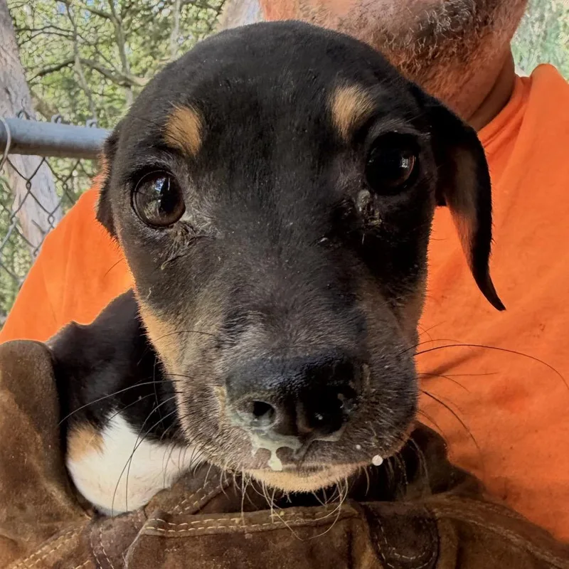 A baby small-sized female Black Dachshund dog named Mucinex for adoption in Nashville, TN