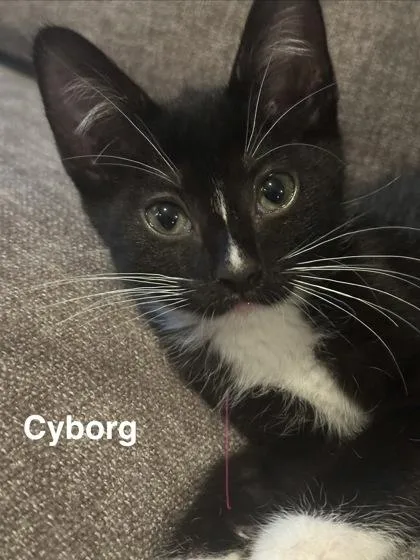 A baby small-sized male Domestic Short Hair cat named Cyborg for adoption in Chamblee, GA