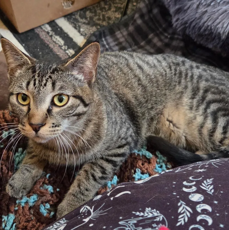A young medium-sized male Tabby (Brown / Chocolate) Domestic Short Hair cat named Kanga for adoption in Minneapolis, MN