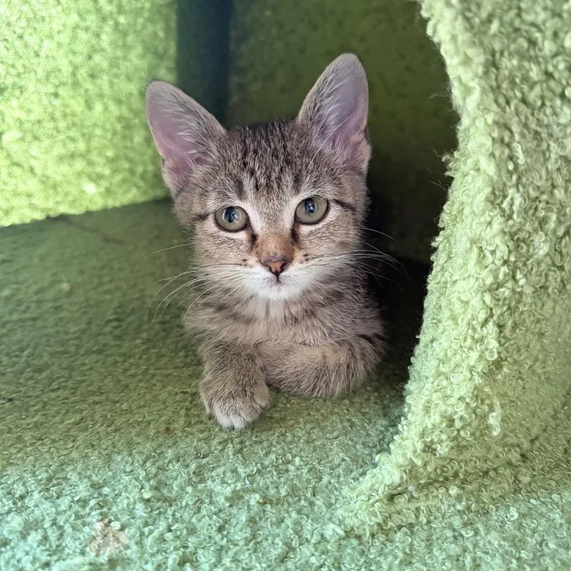 A baby small-sized female Brown / Chocolate Domestic Short Hair cat named Speed for adoption in Chaska, MN