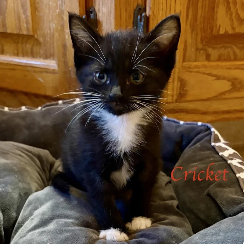 A baby medium-sized male Black & White / Tuxedo Domestic Short Hair cat named Cricket...I want to hop for adoption in Murfreesboro, TN
