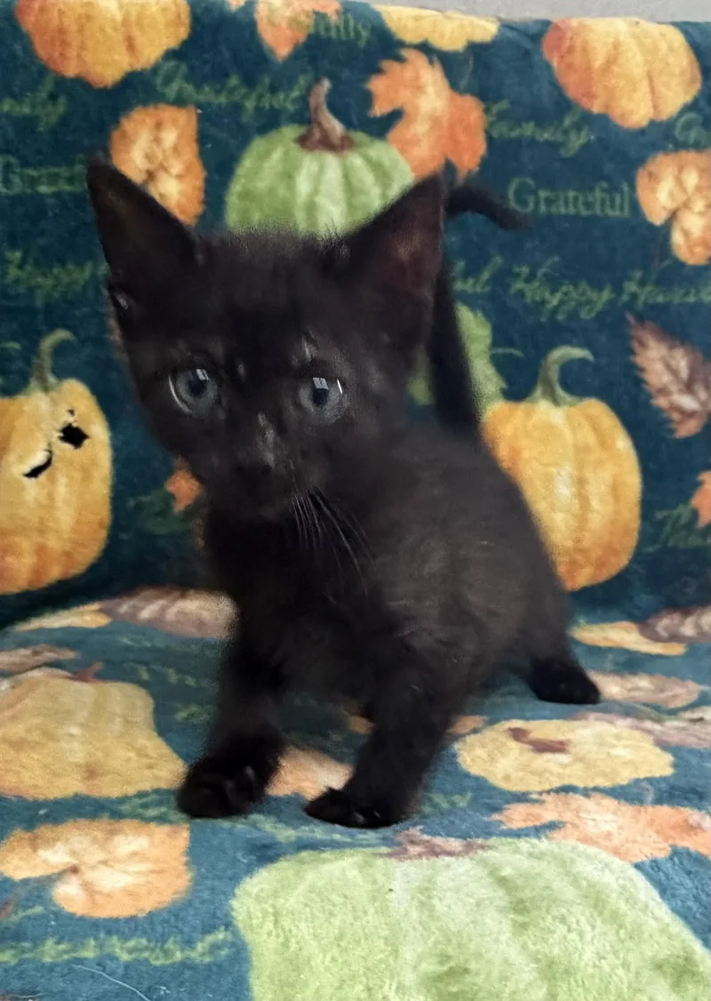 A baby medium-sized female Domestic Short Hair cat named Raven for adoption in Grove, OK