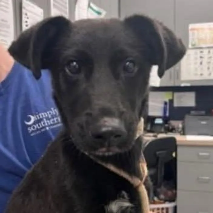 A young small-sized male Black Labrador Retriever dog named Bernie for adoption in Alexandria, VA