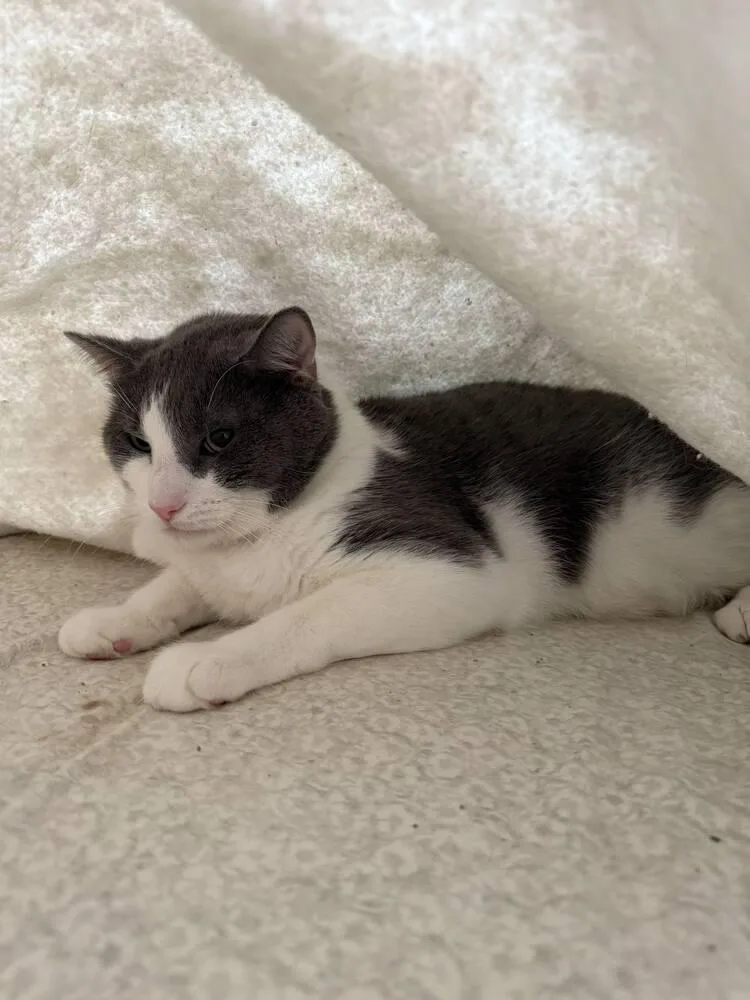 Dantonio  Ortiz thumbnail 3