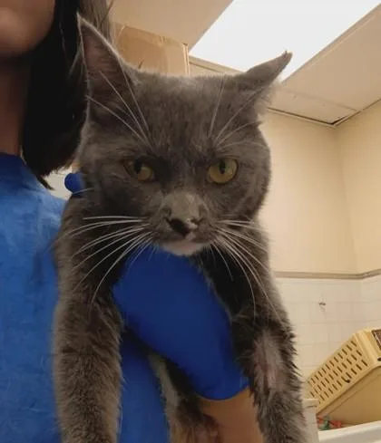 A young small-sized female Domestic Short Hair cat named Fester for adoption in Palm Coast, FL