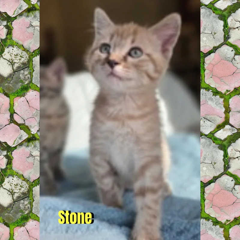 A baby medium-sized male Tabby (Gray / Blue / Silver) Domestic Short Hair cat named Stone for adoption in Red Lodge, MT
