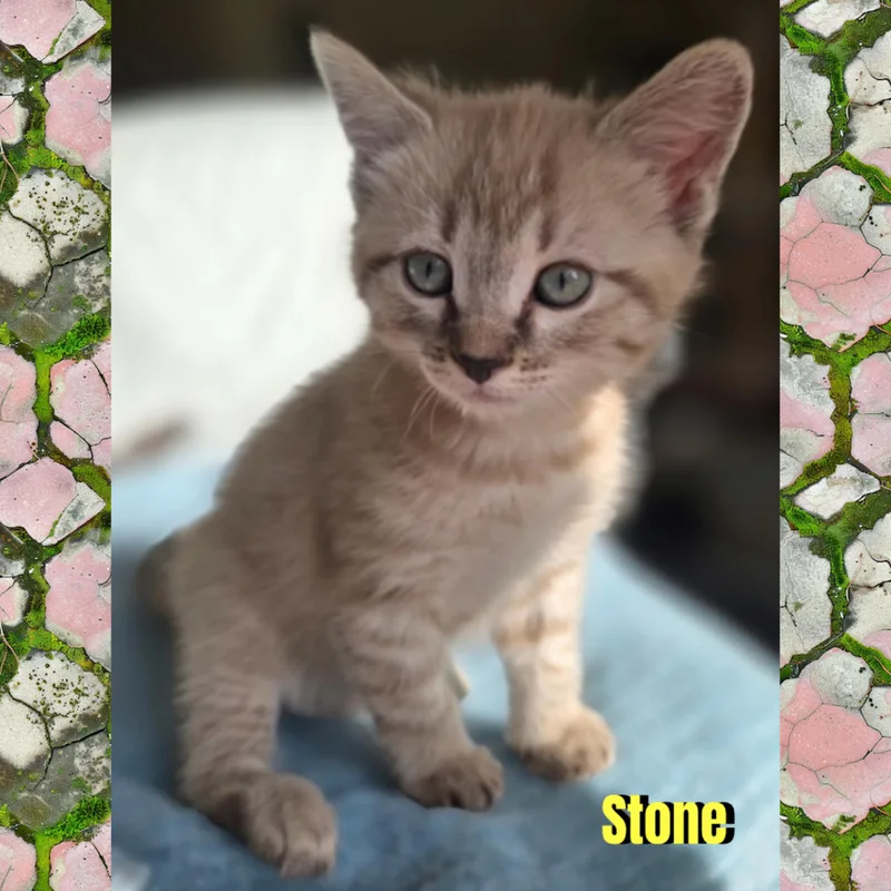 Stone thumbnail 2
