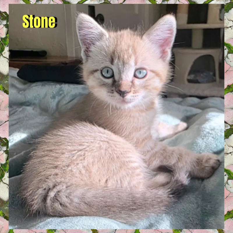 Stone thumbnail 3