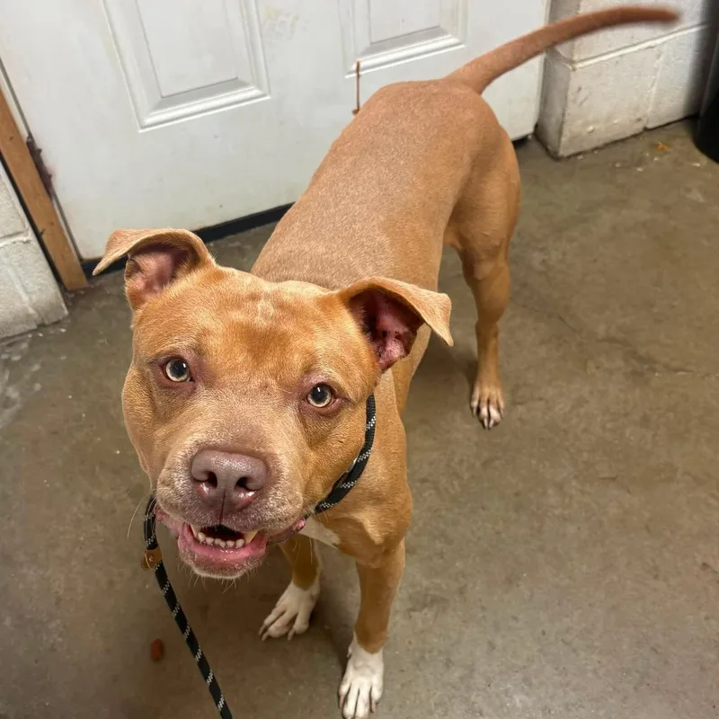 A young medium-sized male Brown / Chocolate Pit Bull Terrier dog named Turkey for adoption in Warren, OH