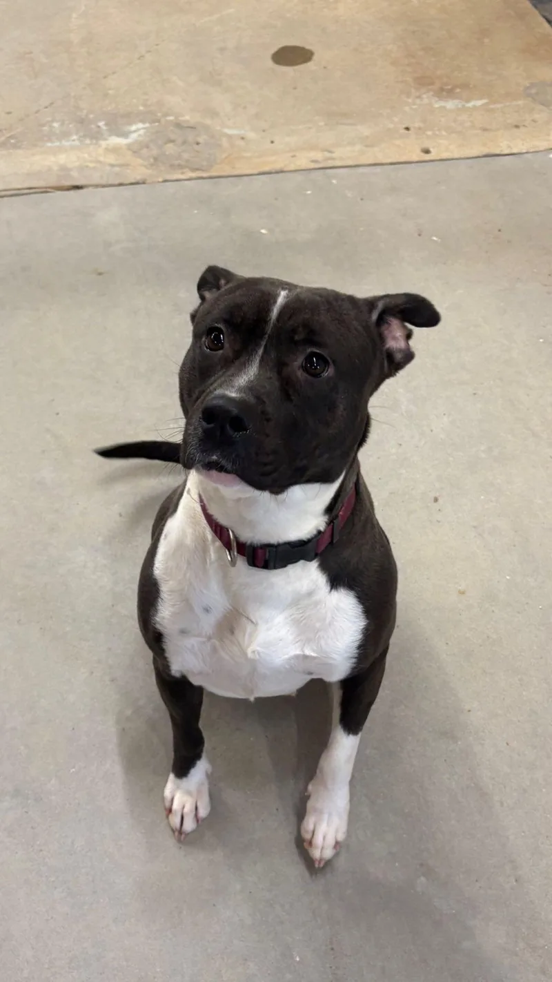 An adult medium-sized female Black Mixed Breed dog named Moonlight for adoption in Mullins, SC