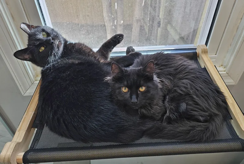 Venusand Pippin thumbnail 2