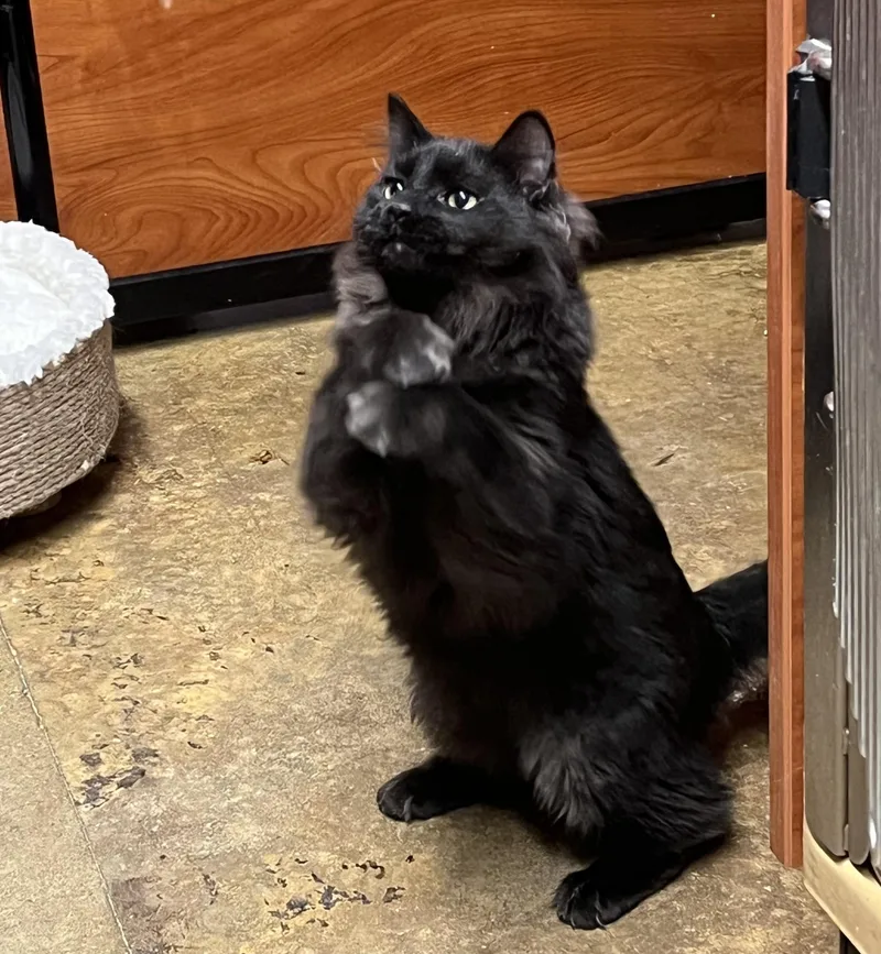 Venusand Pippin thumbnail 5