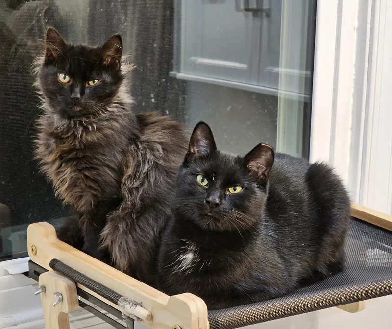 Venusand Pippin thumbnail 6