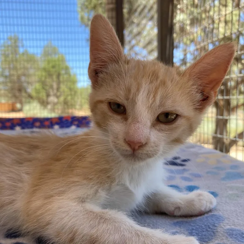 A baby small-sized male Orange / Red Domestic Short Hair cat named James for adoption in Las Vegas, NV