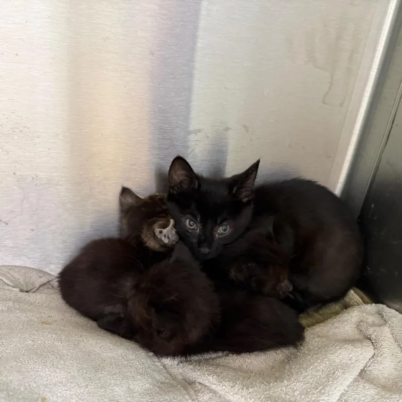 A baby small-sized female Black Domestic Short Hair cat named Nix for adoption in Madisonville, TN