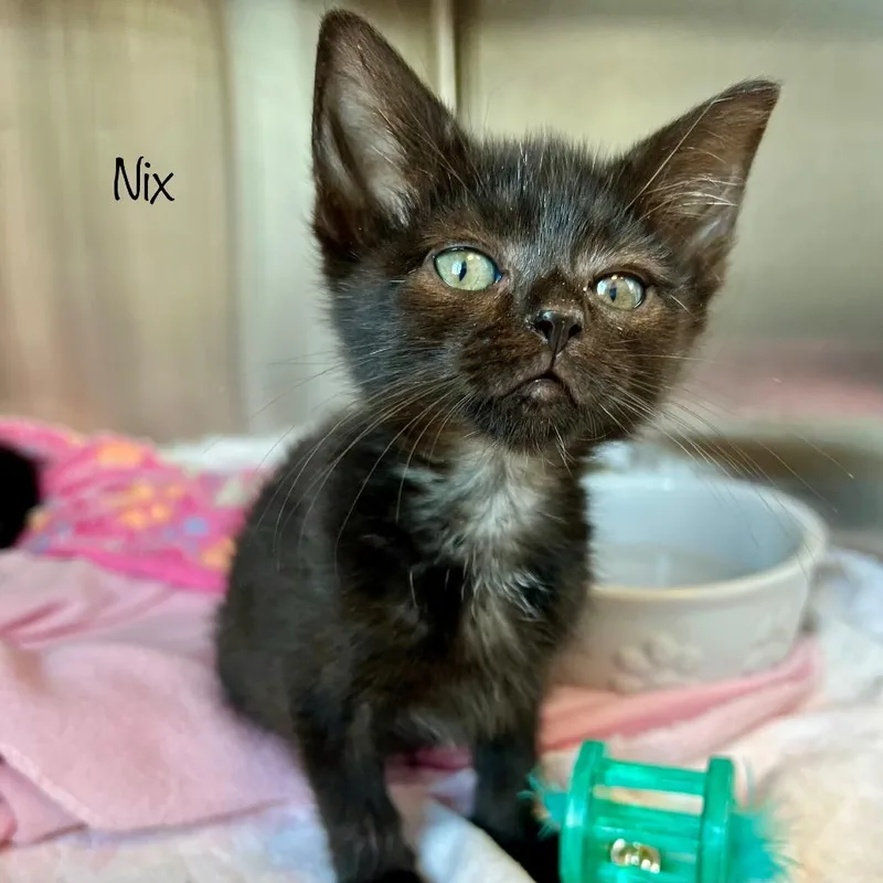 Nix thumbnail 3