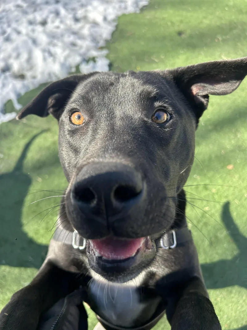 Cantaloupe thumbnail 2