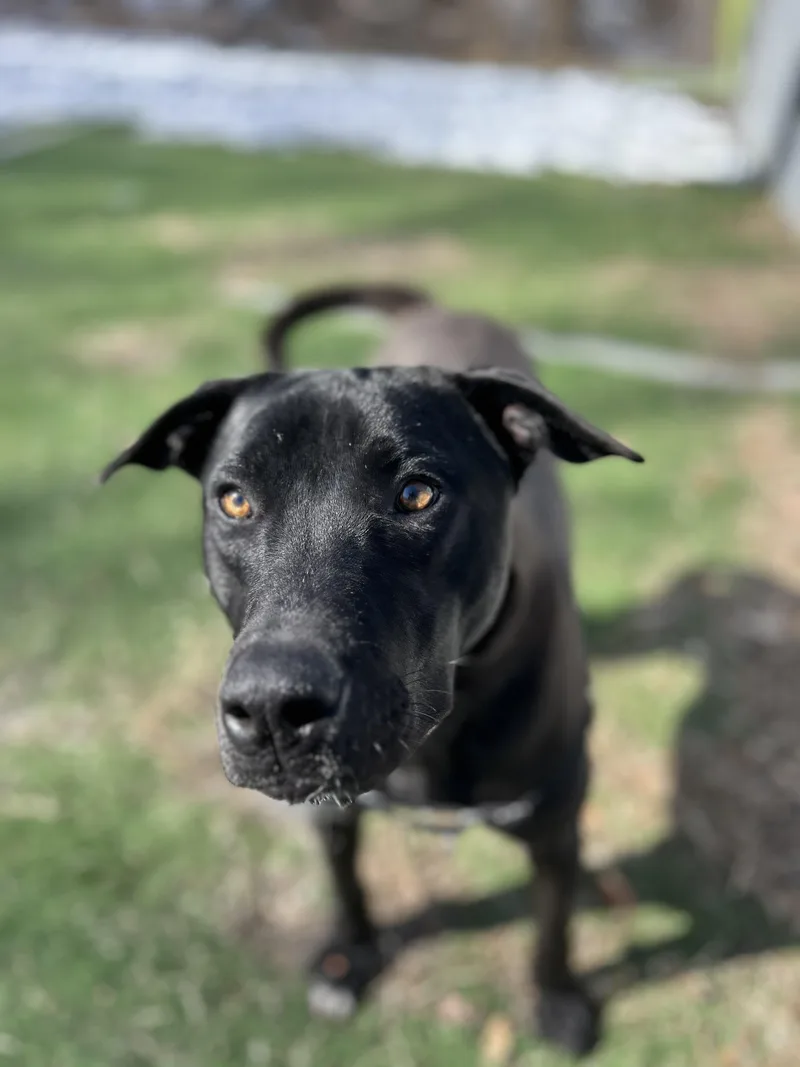 Cantaloupe thumbnail 4