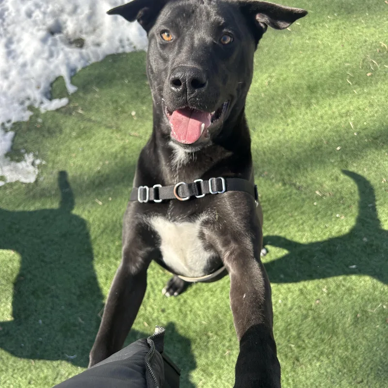 Cantaloupe thumbnail 5