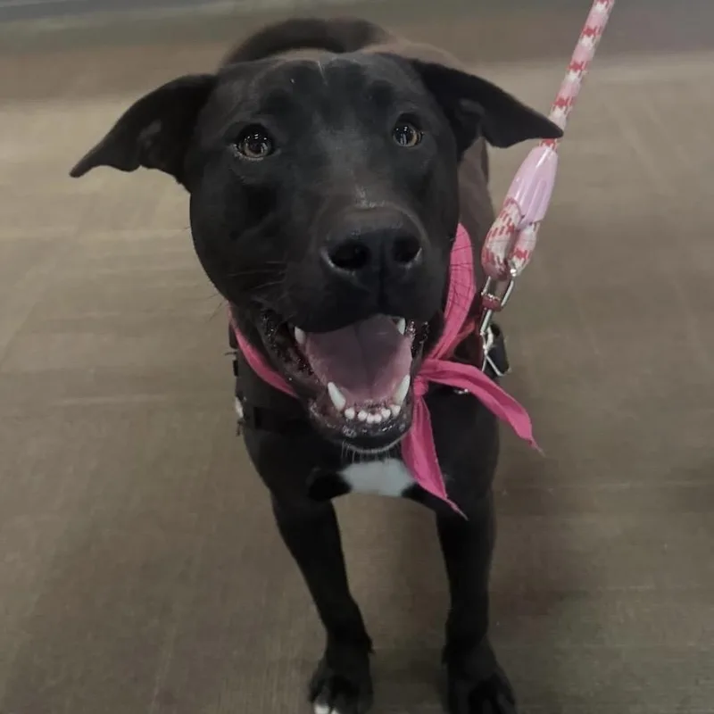 Cantaloupe thumbnail 6