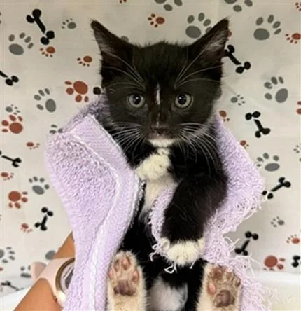A baby small-sized female Domestic Short Hair cat named Lyla for adoption in Riverside, CA