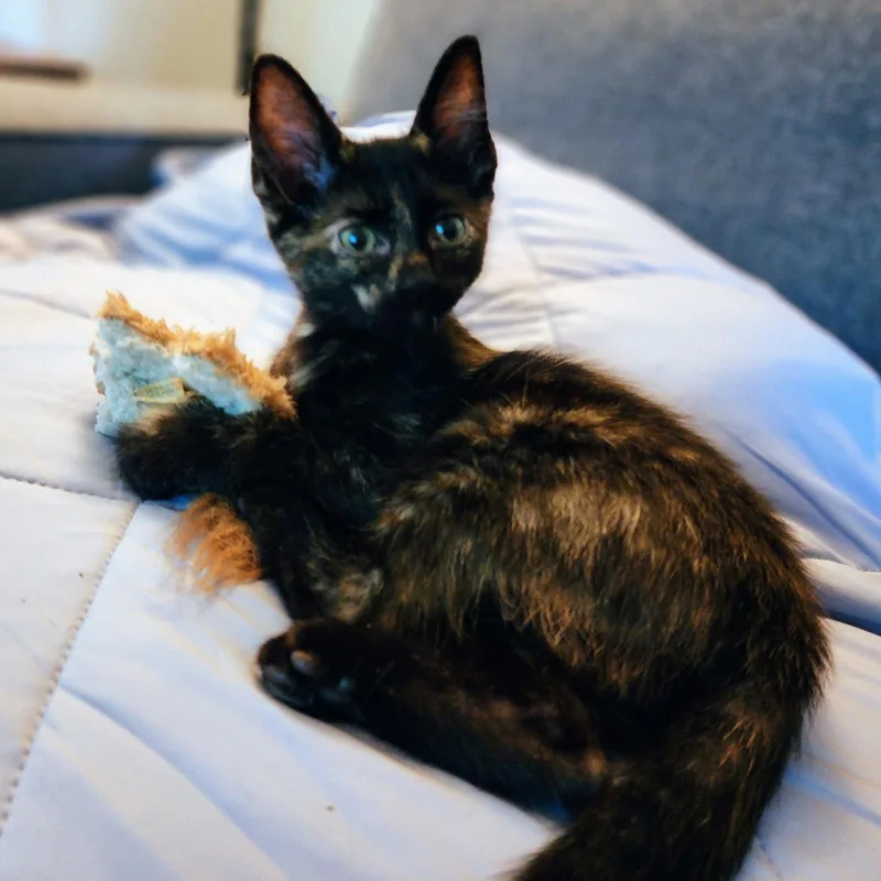 Olive thumbnail 2
