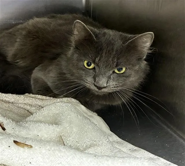 A young medium-sized male Domestic Medium Hair cat named Agnar for adoption in Upper Marlboro, MD