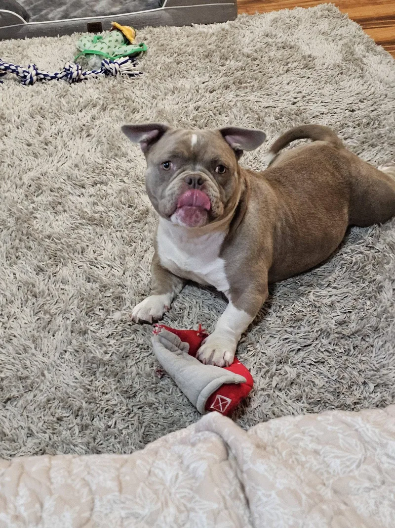Princess Penelope