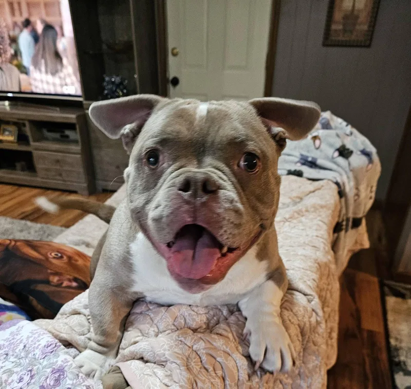 Princess Penelope thumbnail 2