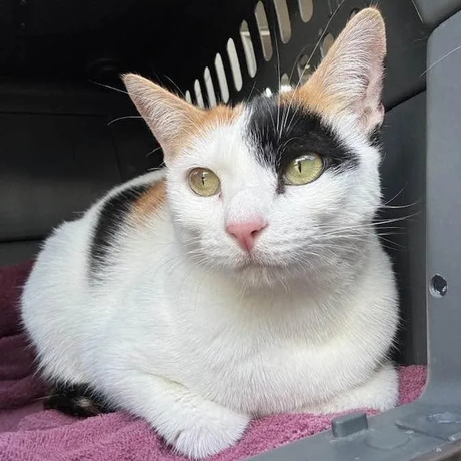 An adult medium-sized female White Domestic Short Hair cat named Millie for adoption in Huntsville, AL