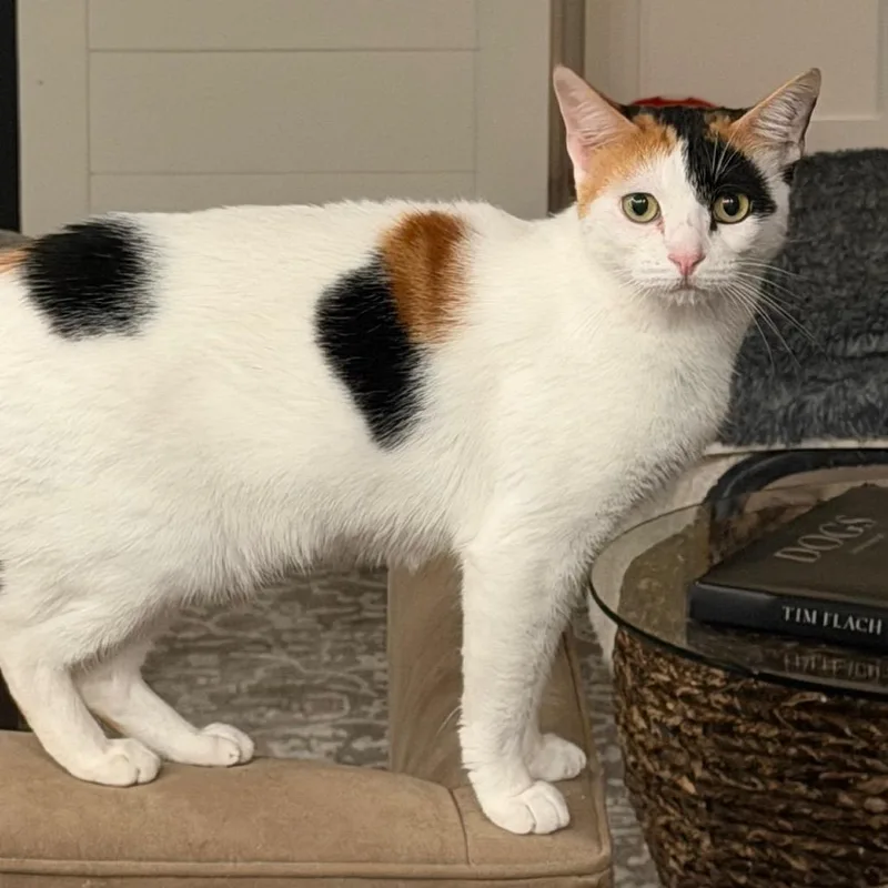 Millie thumbnail 2
