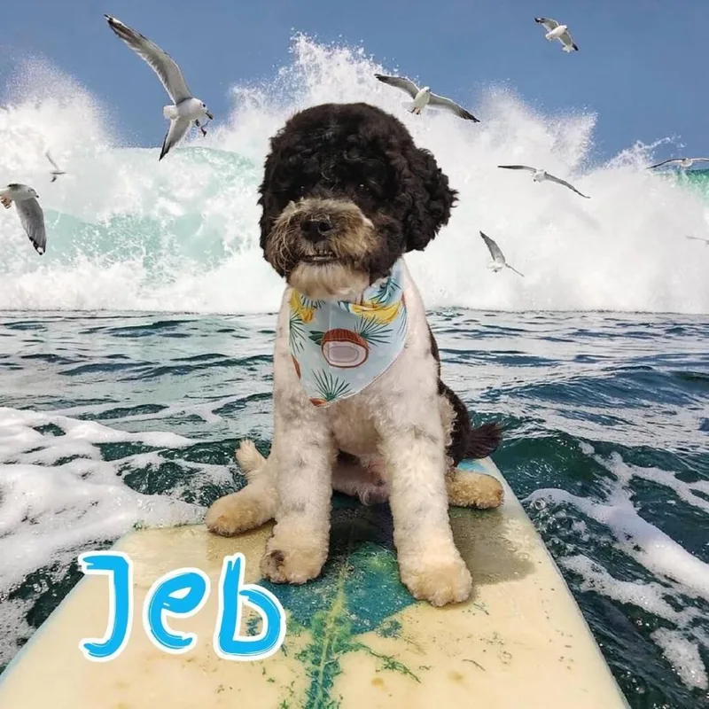 Jeb thumbnail 2