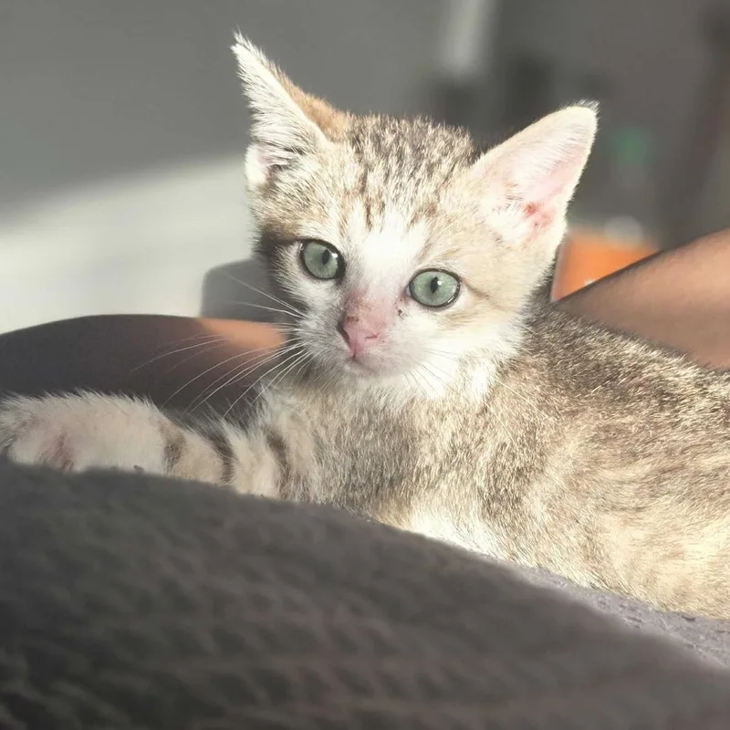 A baby small-sized male Brown / Chocolate Domestic Short Hair cat named Holy Fish Paste for adoption in Carencro, LA