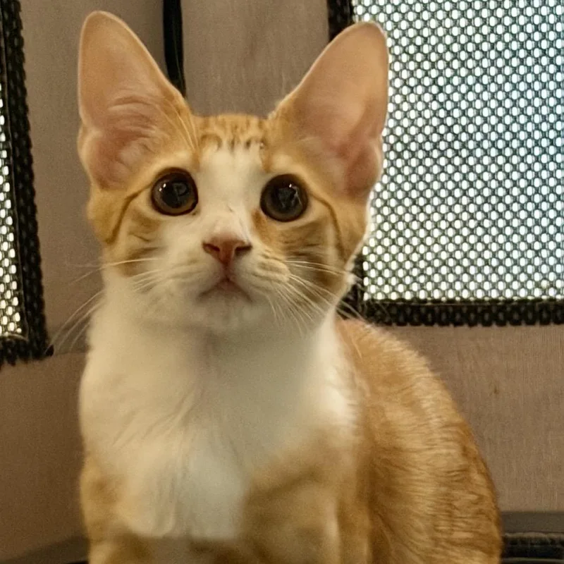A baby small-sized female Orange / Red Domestic Short Hair cat named Tahini for adoption in Long Island City, NY