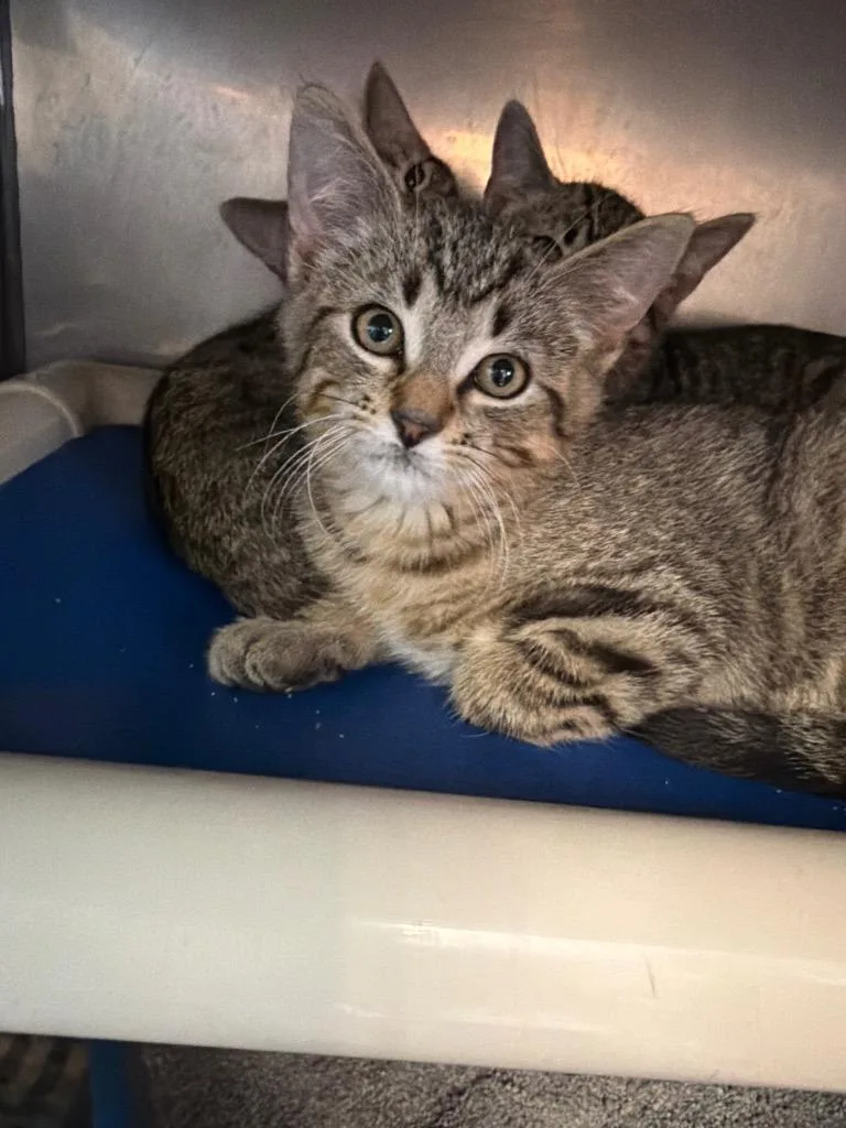A baby small-sized male Domestic Short Hair cat named Squall for adoption in Virginia, MN