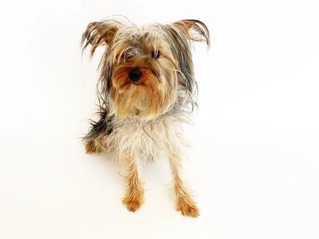 An adult small-sized male Yorkshire Terrier dog named Tiny for adoption in Saint Louis, MO